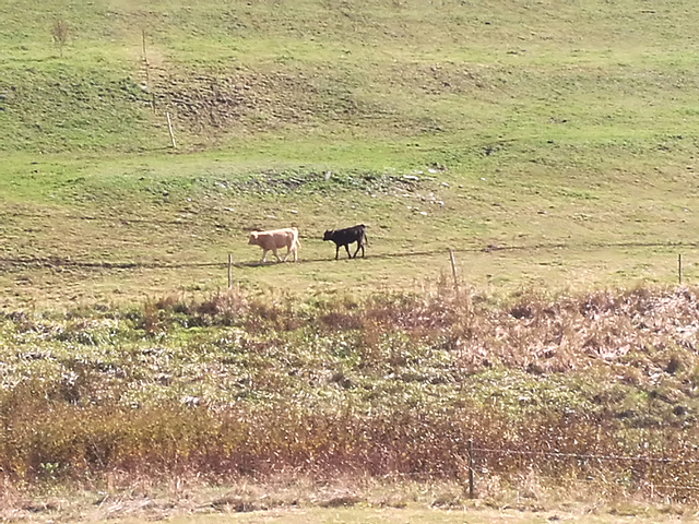 Ein fast weißes und ein schwarzes Kalb