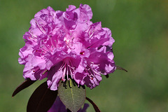 flower azalea DSC 0777
