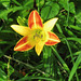 Daylily #3 Hemerocallis cv.