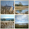 Ham Wall reed beds