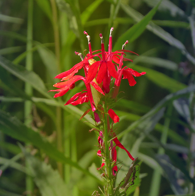 A stem of Cardinal flowers