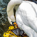 The Swan That Lives In The Park