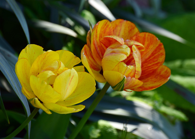 DSC 0027 two tulips