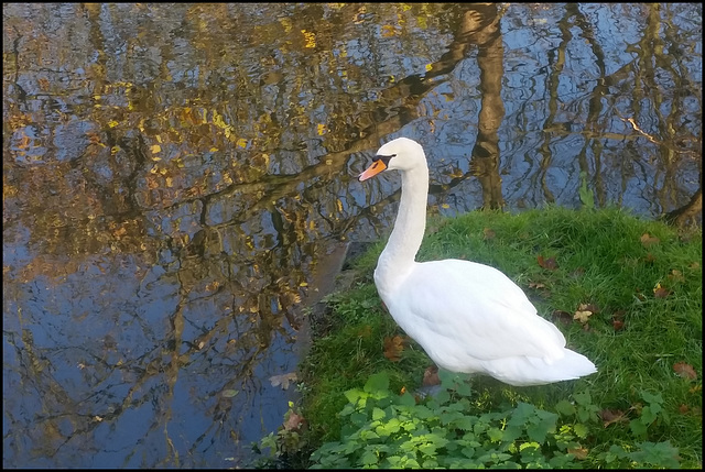 white swan in autumn