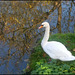 white swan in autumn