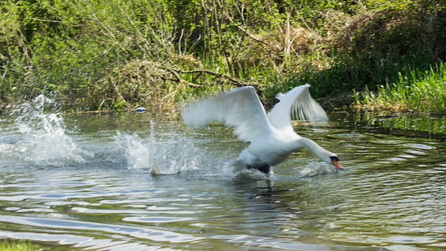 Swan takes flight 03