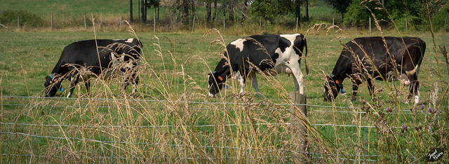 Qualicum Cheeseworks/Morningstar Farm (Set 2 of 2) (+7 insets!)