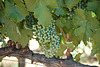Grapes on fence