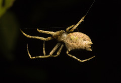IMG 6478 Spider-1