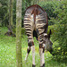 Okapi im Frankfurter Zoo