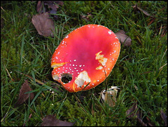 red fungus