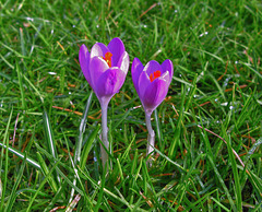 Crocus - First bloom for 2021