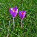 Crocus - First bloom for 2021