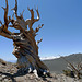 USA - California, Ancient Bristlecone Pine Forest