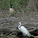 Great Egret and a Canada Goose