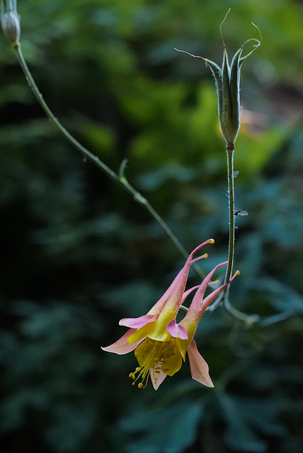 Aquilegia canadensis, Ranunculales, Zion Natural Park USA