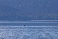 Large whale, larger bay
