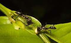 IMG 6484 Ants-2