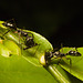 IMG 6484 Ants-2