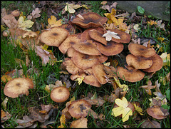 autumn fungi