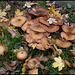 autumn fungi
