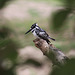 A Black and White Kingfisher