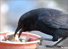 Crow unafraid