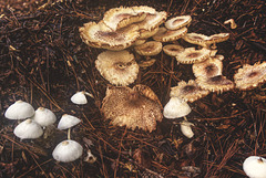 Mushrooms in Mulch