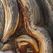 USA - California, Ancient Bristlecone Pine Forest