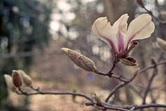 Early Magnolia