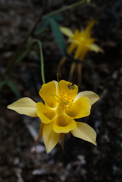 Aquilegia chrysantha, Zion Natural Park USA