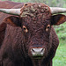 Rode Geus - young bull