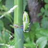 Green tree-frog (Hyla cinerea)