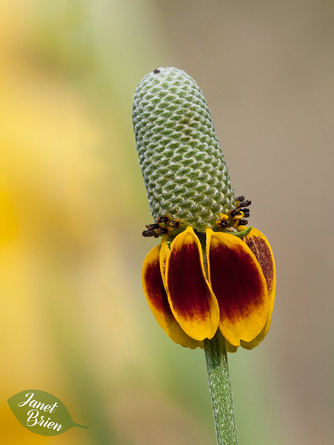 22/366: Mexican Hat Blossom