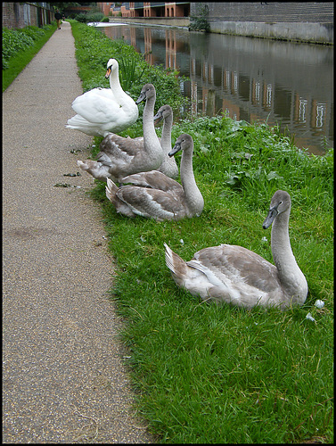 swan family portrait