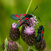 Five Spot Burnet Moths 07