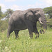 Grazing Elephant in Moremi
