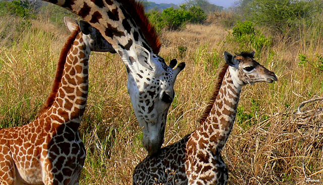 Girafe's family