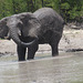 Bathing Elephant in Moremi