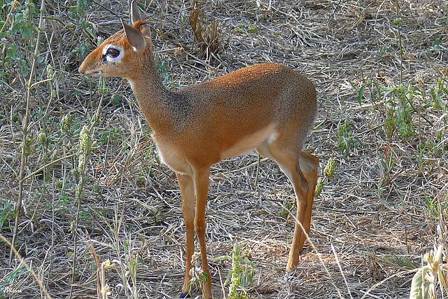 Dik-dik la plus petite des antilopes