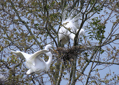Great Egrets at their Nests