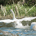 Swan Dispute 14