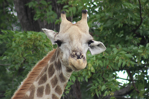 Another Great Giraffe Expression