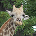 Another Great Giraffe Expression