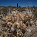 Tetradymia Axillaris, Death Valley USA L1020030