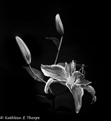 Lillies, Best of Show, Florida State Fair 2017, Monochrome Category