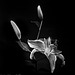 Lillies, Best of Show, Florida State Fair 2017, Monochrome Category