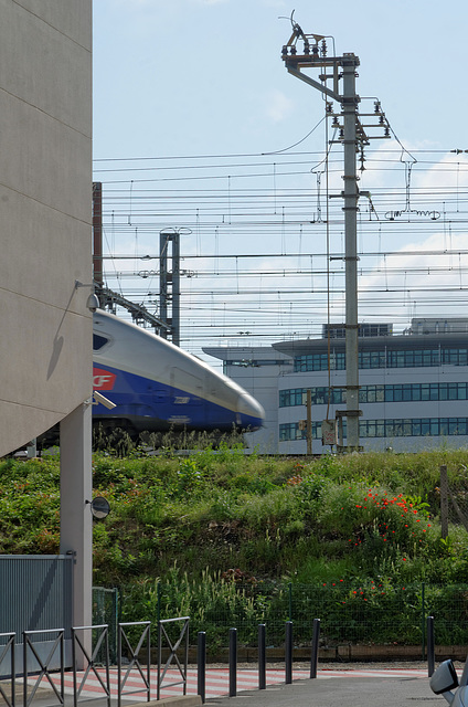 Un TGV et des coquelicots
