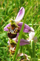 Ophrys bourdon = Ophrys fuciflora, Orchidacées (Ardèche, France)