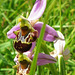 Ophrys bourdon = Ophrys fuciflora, Orchidacées (Ardèche, France)